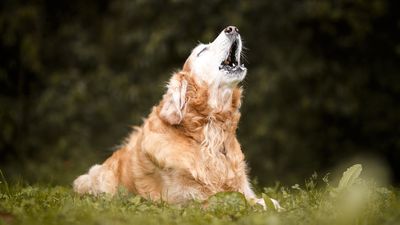 Top 10 loudest dog breeds revealed
