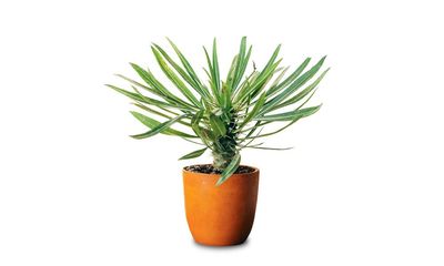 Houseplant of the week: Madagascar palm