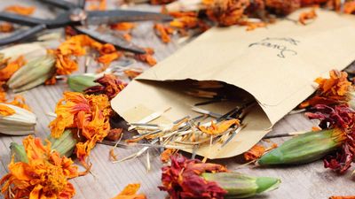 How to harvest marigold seeds – a quick and easy guide for fresh flowers next year