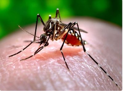 With onset of monsoon, cases of dengue, typhoid surging in Telangana