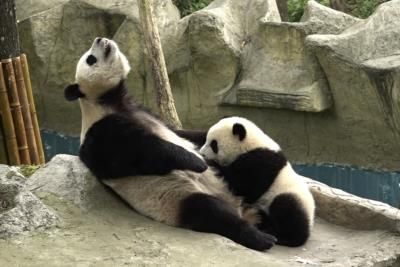 China's Panda Diplomacy Boosts Giant Panda Conservation Efforts