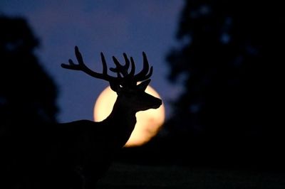 The Full ‘Buck’ Moon This Weekend Will Be Epic — Don’t Miss It