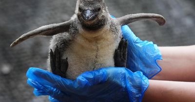 Scottish safari park 'joyous' as they welcome two penguin chicks