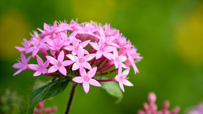 How to deadhead pentas plants – for an even more impressive display of bright blooms