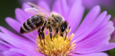 Fewer bees and other pollinating insects lead to shrinking crops