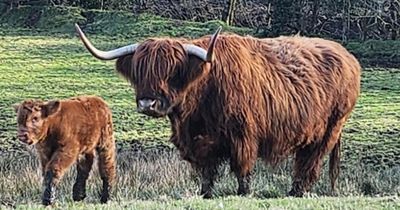 Scam website puts country park Highland cows up for sale