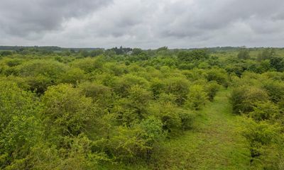 ‘Some absolute gems’: £1.5m appeal to save rewilding haven Strawberry Hill