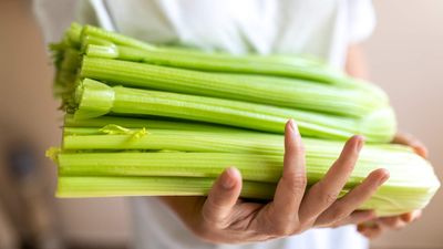 When and how to harvest celery – to pick stems at the peak of their flavor