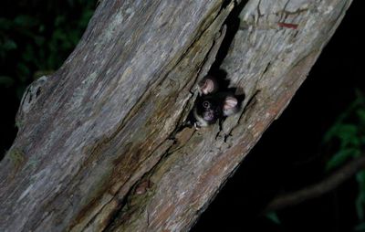 ‘Cutest animal in Australia’: keeping watch over greater gliders in a forest targeted for logging