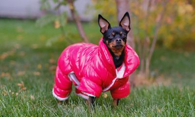 Hot to trot: does your dog really need a jacket in the Australian winter?