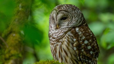 Nearly half a million 'invasive' owls, including their hybrid offspring, to be killed by US