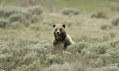 Grizzly bear euthanized on Yellowstone River outside park