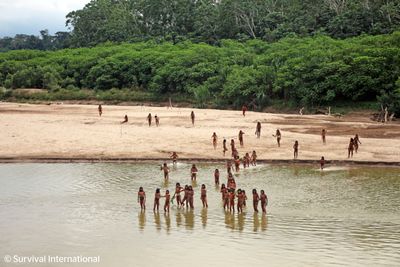 Pictured: dozens of uncontacted indigenous people in Peru spotted close to logging concessions