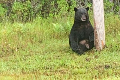 Florida police tell people to stop taking selfies with ‘depressed’ black bear