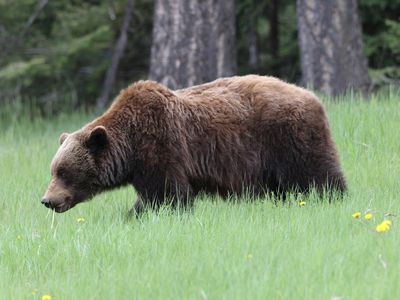 Man, 72, kills grizzly bear that attacked him while he was picking berries