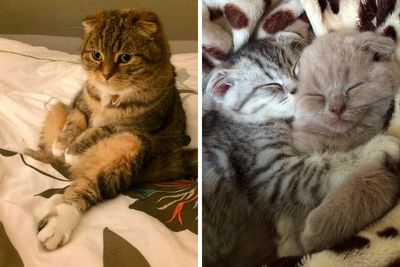 50 Pictures Of Scottish Folds That Are Cuteness Overload