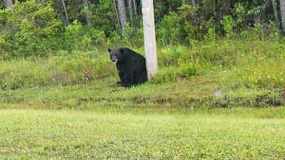 Florida Cops Beg Locals To Stop Taking Selfies With Depressed Bear On The Side Of The Highway