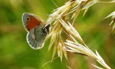 Country diary: An alarmingly bad day searching for butterflies