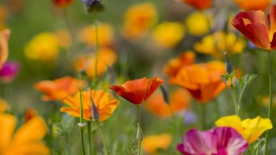 5 best annuals to sow in July –there is still time to sow flower seeds for blooms this summer