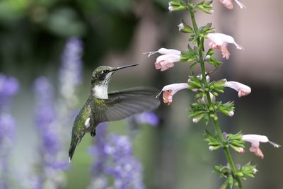 What to Plant for a Fauna-Friendly Outdoor Space — An Expert's Guide to Wildlife Gardening