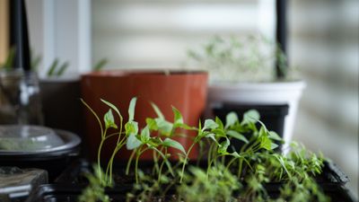 6 vegetables you can grow indoors if you don't have a backyard