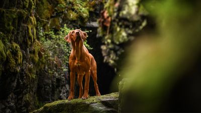Hero cavers rescue brave dog almost 50 feet underground (and this is one story that has a happy ending)