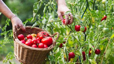 3 ways to tells that your tomatoes are ready to harvest