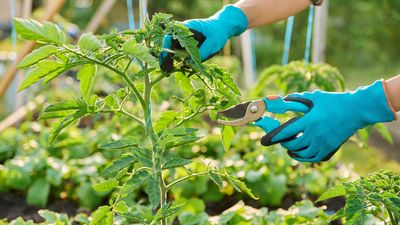 How to prune tomato plants: an expert guide on trimming cordon and bush varieties