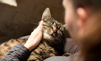 Sorry, JD Vance, but being a ‘childless cat lady’ is actually not a bad thing