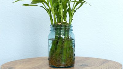 How to grow bamboo from cuttings in water – 3 simple steps with expert tips for success