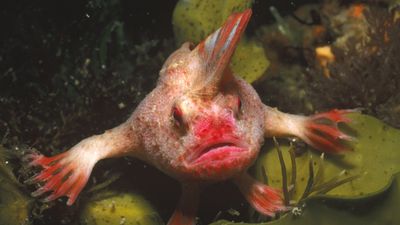 Red handfish: A tiny, moody fish with hands for fins and an extravagant mohawk