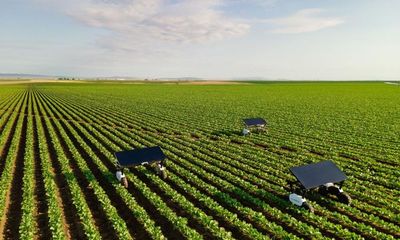 Could robot weedkillers replace the need for pesticides?