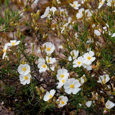 How to grow rock roses – bring the Mediterranean home with these drought-tolerant plants