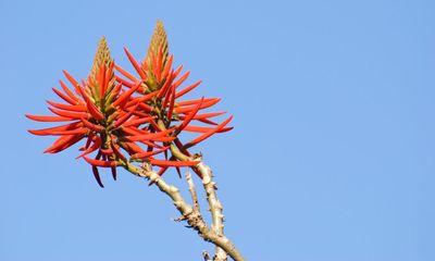 Botanists vote to remove racist reference from plants’ scientific names