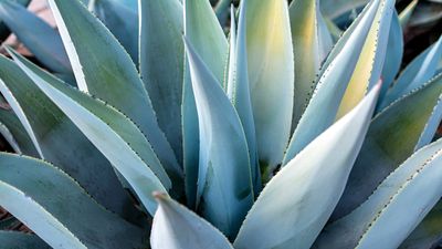 Best agaves – 10 varieties guaranteed to bring drama to your yard