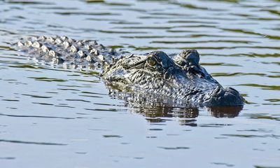 Alligator sighting in Washington State prompts investigation