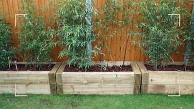 How to grow bamboo in your garden for a stunning privacy screen with a tropical edge