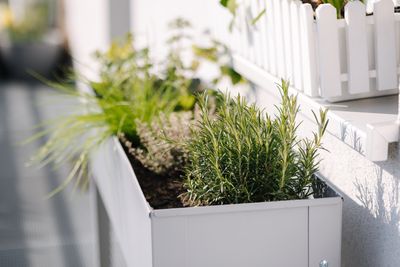 7 Drought-Tolerant Plants for Window Boxes — Hardy Choices That Will Survive Hot Weather