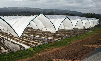 Indonesians who paid thousands to work on UK farm sacked within weeks