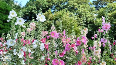 Is it necessary to fertilize hollyhocks? Experts reveal how best to care for these colorful blooms