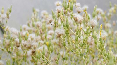 How to harvest lettuce seeds – for a tasty homegrown crop next year