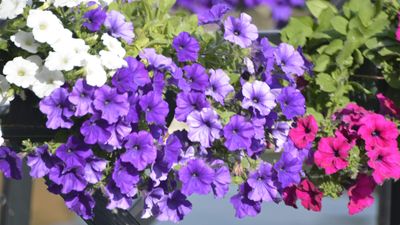 ‘Little and often’ is the best way to cut back petunias for neat plants that bloom all summer long