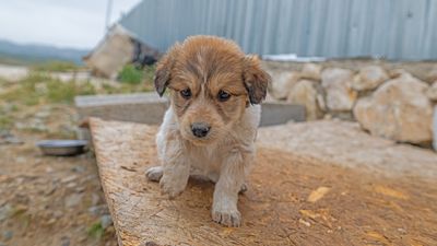 Backlash over Türkiye’s controversial new bill to manage stray dog population