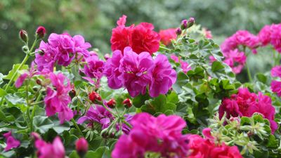 What to do with geraniums after flowering to enjoy future glorious blooms