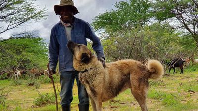 How training dogs to dodge snakes helps protect livestock and save Namibia's cheetahs