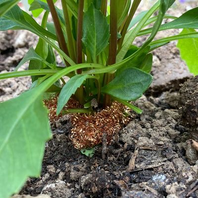 I tested the viral copper scourer slug hack in my flowerbed and couldn't believe the results