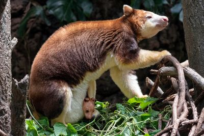 A 7-month-old tree kangaroo peeked out of its mom's pouch at the Bronx Zoo and here are the photos