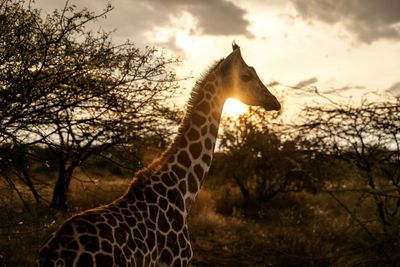 Giraffes Bring Peace To Kenyan Communities Once At Odds