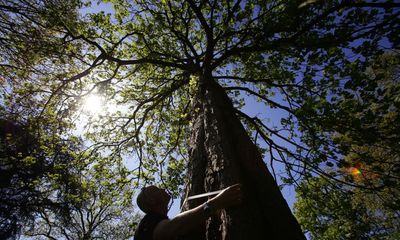 Half of Kew tree species at risk of death owing to climate crisis, study finds