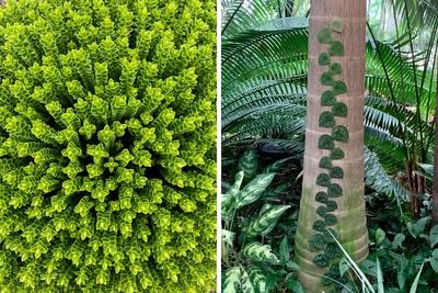 50 Fascinating Plants That Are Hard To Believe Are Real (New Pics)